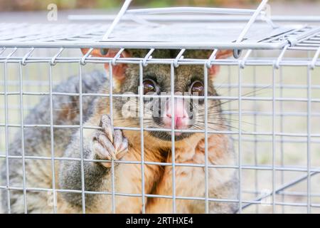 A brushtail possum is caught in a cage as a trap in Melbourne, Victoria, Australia Stock Photo