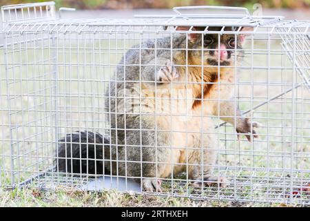 A brushtail possum is caught in a cage as a trap in Melbourne, Victoria, Australia Stock Photo