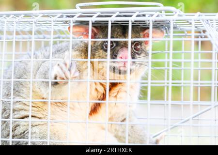 A brushtail possum is caught in a cage as a trap in Melbourne, Victoria, Australia Stock Photo