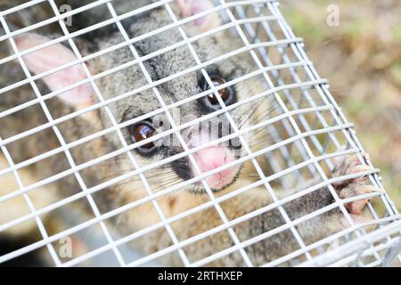 A brushtail possum is caught in a cage as a trap in Melbourne, Victoria, Australia Stock Photo