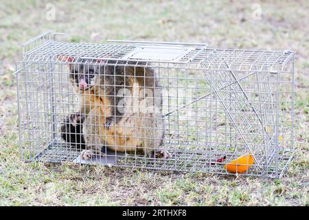 A brushtail possum is caught in a cage as a trap in Melbourne, Victoria, Australia Stock Photo