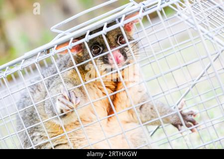 A brushtail possum is caught in a cage as a trap in Melbourne, Victoria, Australia Stock Photo