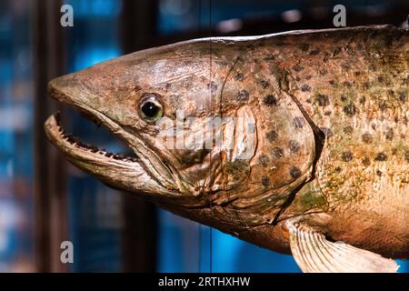 Swedish fauna, here The brown trout, Salmo trutta, at the Museum of Evolution (In swedish: Evolutionsmuseet), Uppsala, Sweden. The number of items in today's collection, which spans zoological, paleontological and mineralogical specimens, is approximately 5 million unique pieces, of which only a fraction are exhibited. Stock Photo