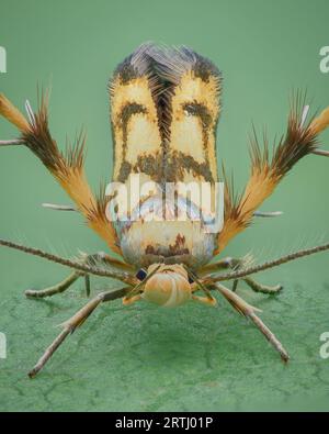 Full view of a yellow and brown Alder Signal moth with hairy, bristly hind legs (Stathmopoda pedella) Stock Photo