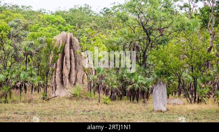 Large Termite Mound in Litchfield National Park, Northern Territory, Australia Stock Photo
