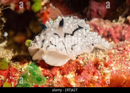 Extreme close-up frontal view of nudibranch marine snail warty snail (Phyllidiidae) crawling pber feeding on sponges, Pacific Ocean, Yap Island, Yap Stock Photo