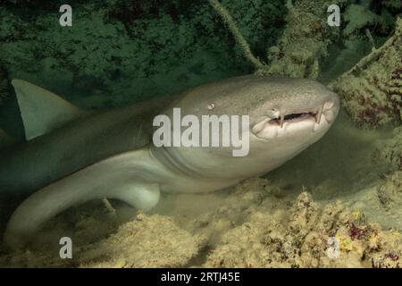 Close-up of head and mouth with palpation organs of nurse shark (Nebrius ferrugineus) lying in small cave, Pacific Ocean, Yap Island, Yap State Stock Photo