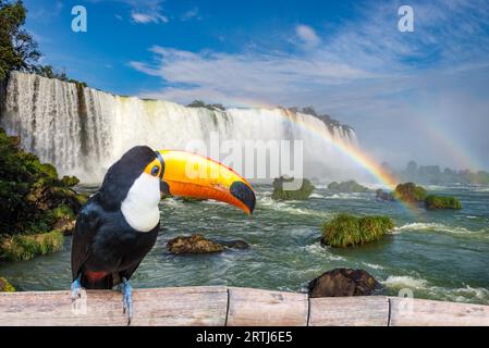 Toucan at the majestic cataratas Iguasu Falls, one of the world wonders in Foz do Iguacu, Brazil Stock Photo