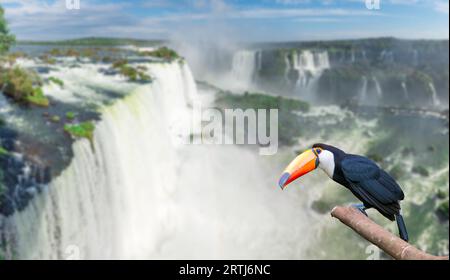 Toucan at the majestic cataratas Iguasu Falls, one of the world wonders in Foz do Iguacu, Brazil Stock Photo