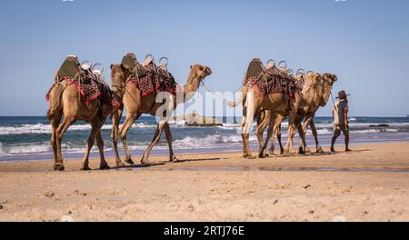Coffs Harbour, Australia on August 14, 2016: Tourist guide walking camels on beach Stock Photo