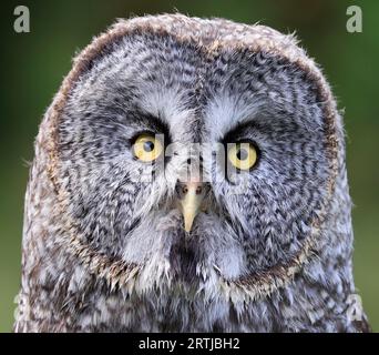 Very detailed Great Grey Owl head isolated on green background Stock Photo