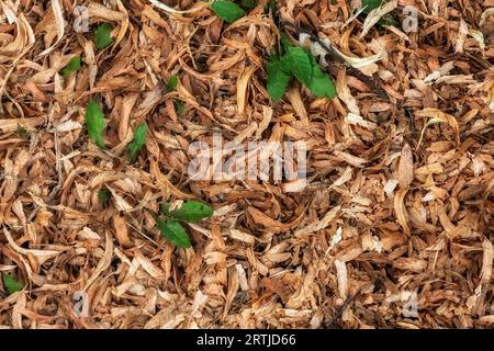 Green leaves among yellow dry leaves and twigs, for use as an abstract background and textures. Stock Photo