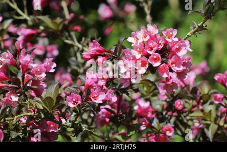 Weigela florida Foliis Purpureis in flower Stock Photo