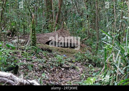 A Bower of the Vogelkop Bowerbird West Papua Indonesia Stock Photo