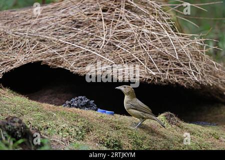 Male Vogelkop Bowerbird in front of its Bower with a blue plastic bottle top West Papua Indonesia Stock Photo