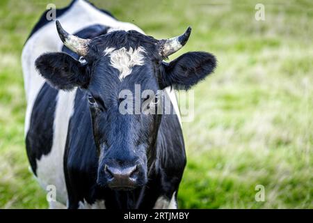 Young Holstein cow on the pasture Stock Photo