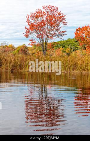 Fall orange tree reflecting on rippled river water Stock Photo