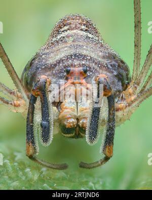 Portrait of a female Fork-palped Harvestman with morning dew, green background (Dicranopalpus ramosus) Stock Photo