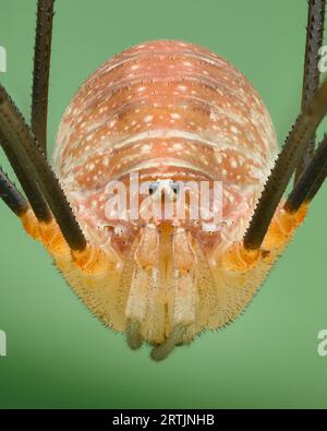 Symmetrical portrait of an orange harvestman or daddy longleg, green background (Opilio canestrinii) Stock Photo