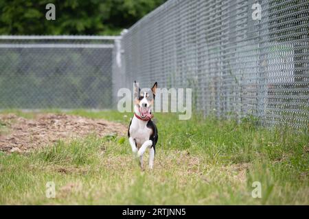 Basenji dog running in the park. Selective focus. Stock Photo