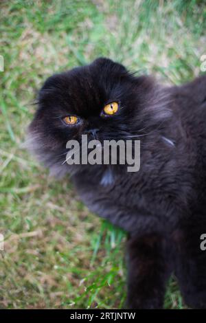 Black cat lying on green grass Stock Photo