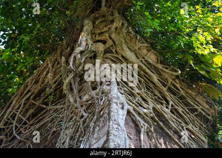 Kishorganj, Bangladesh: The dilapidated ancestral home of world-renowned Oscar-winning filmmaker Satyajit Ray at Masua village in Katiadi upazila of K Stock Photo