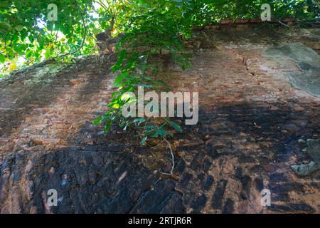 Kishorganj, Bangladesh: The dilapidated ancestral home of world-renowned Oscar-winning filmmaker Satyajit Ray at Masua village in Katiadi upazila of K Stock Photo