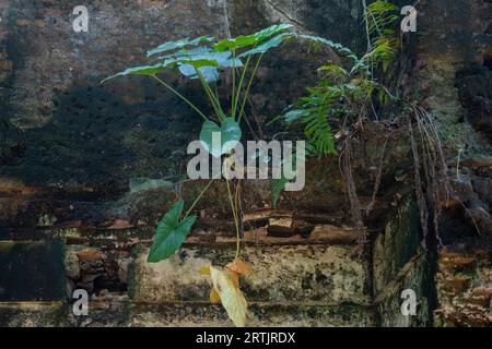 Kishorganj, Bangladesh: The dilapidated ancestral home of world-renowned Oscar-winning filmmaker Satyajit Ray at Masua village in Katiadi upazila of K Stock Photo