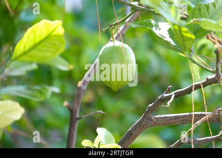 Close up sour green lemon lime on the tree branch. Lemon C vitamine concept background. Selective focus included. Stock Photo