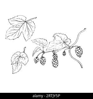 Fresh green hop. Graphic hand drawn illustration for Octoberfest. Vector sketch for ornament or any design. Stock Vector