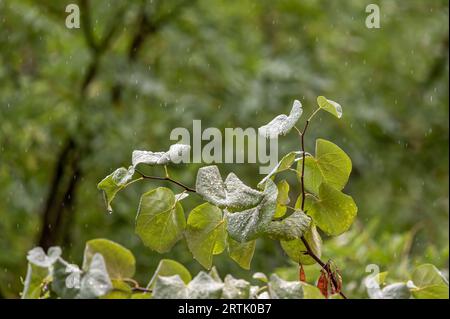 Rain from an intense summer storm falling on the green leaves of a leafy tree branches Stock Photo