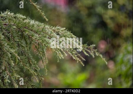 Close up of the branches of a pine tree as water falls on it from a heavy rain from a summer storm Stock Photo