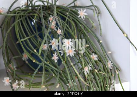 Rhipsalis Heidelberg (mistletoe cactus) houseplant with long green foliage, and a lot of flowers. Landscape orientation. Stock Photo