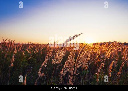 Beautiful sunset in a field with dry grass Stock Photo