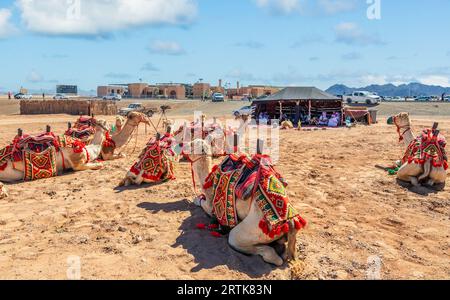 Riding camels before the racing cup with traditional bedouins tent in the background, Al Ula, Saudi Arabia Stock Photo