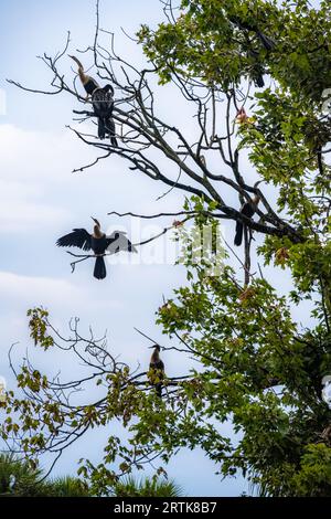 Anhingas (also known as water turkeys or snake birds) sunning on an island rookery at Bird Island Park in Ponte Vedra Beach, Florida. (USA) Stock Photo