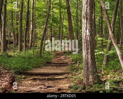 Trekking path on the Appalachian Trail through Shenandoah National Park, Virginia, USA, featuring rustic wooden steps for an adventurous hike. Stock Photo