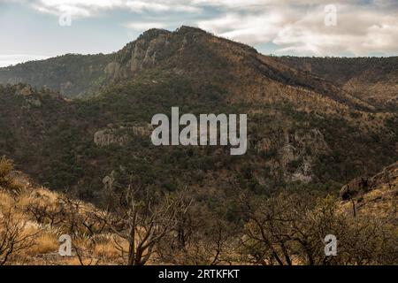 Charred Trees From Past Forest Fires In The Chisos Mountains In Big Bend National Park Stock Photo