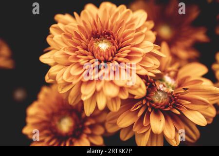 A collection of orange mums from our garden against a black background. Lots of autumn sensations and colors Stock Photo