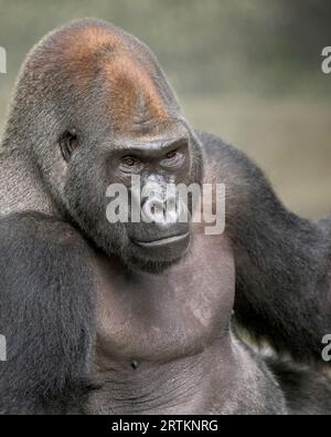Adult male Silverback western lowland gorilla in jungle Stock Photo