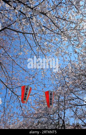 The cherry blossom season in Ueno Park is extremely popular with locals and visitors alike, Tokyo JP Stock Photo