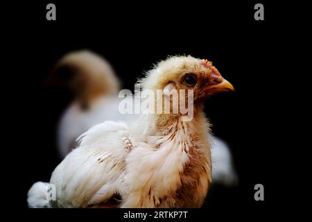 Portrait of young small chick on a black background Stock Photo