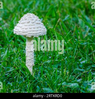 Closeup of white textured parasol mushroom among blades of grass in Audubon Park, New Orleans, Louisiana, USA Stock Photo
