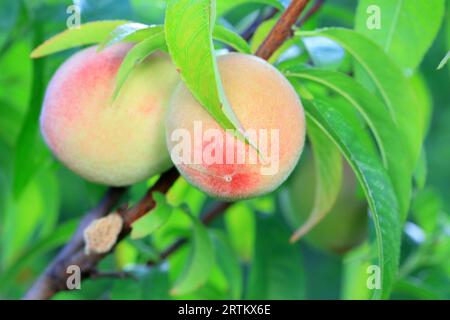 Ripe fresh peaches on branches, North China Stock Photo