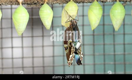 blue morpho butterfly expands its wings after emerging from its chrysalis Stock Photo