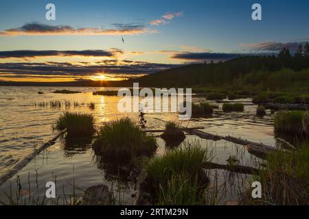 Beautiful summer sunset on a lake with grass in the foreground and a silhouette of a bird in the sky Stock Photo
