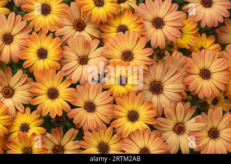 Beautiful background of deep yellow flowers of osteospermum close up Stock Photo