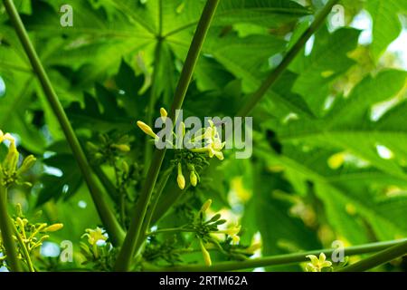 Papaya flowers are white, with small calyx, yellow pistil and 5 petals. The papaya flowers are tubular, trumpet-shaped blossoms emerging from the axil Stock Photo