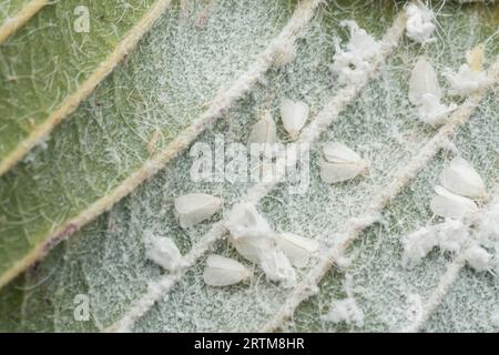 patches of tiny trialeurodes vaporariorum on leaf Stock Photo