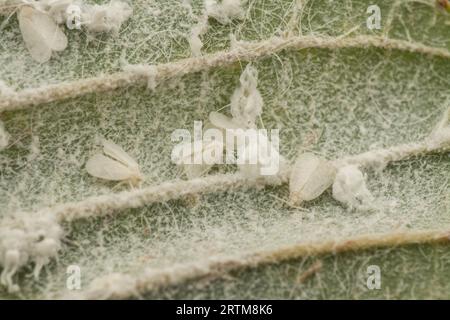 patches of tiny trialeurodes vaporariorum on leaf Stock Photo